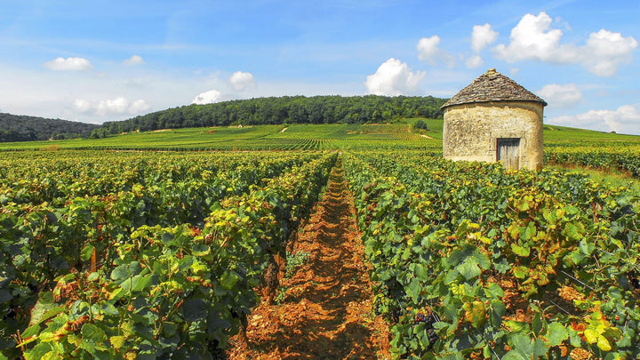 Your quick guide to Burgundy wine